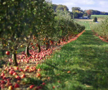 Meer dan de helft van de fruittelers beregent tegen nachtvorst