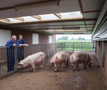 Meerderheid varkenshouderijen wil doorgaan zoals nu, maar hoe lang is dat nog mogelijk?