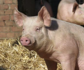 Speenproblemen: wanneer moeten varkenshouders aan de bel trekken?