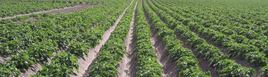 Toepassing geïntegreerde teelt vordert in akkerbouw