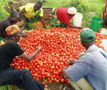 DE TOEKOMST VAN DE LANDBOUW IN MALAWI