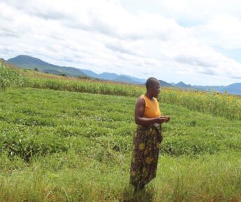 DE TOEKOMST VAN DE LANDBOUW IN MALAWI