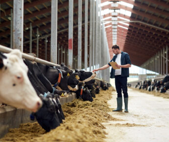 Aantal melkveehouders dat in de nabije toekomst uitbreidingsplannen heeft loopt sterk terug