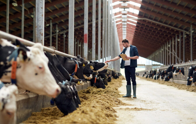 Aantal melkveehouders dat in de nabije toekomst uitbreidingsplannen heeft loopt sterk terug