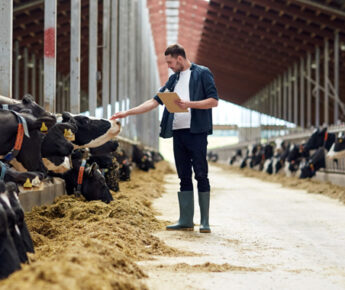 13% Melkveehouders heeft plannen om in de stal te investeren